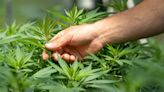 Troops overrun marijuana farms - BusinessWorld Online