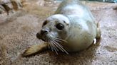 Polly the harbor seal dies at Maritime Aquarium in Norwalk