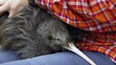 El kiwi, ave que desapareció hace medio siglo, está de regreso