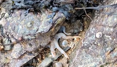 Ink-credible! Octopus filmed changing colour
