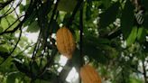Cacao, la planta sagrada de los mayas