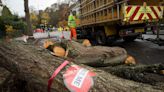 ‘Truth and reconciliation’ report into Sheffield’s trees saga to be published
