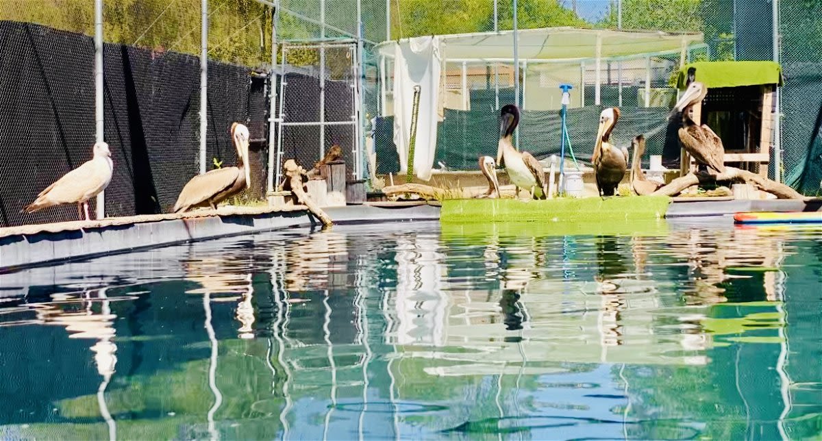 Santa Barbara Wildlife Care Network swamped with sick pelicans