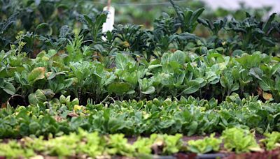 Tips for harvesting vegetables, choosing hydrangeas and picking hanging baskets for a shady spot