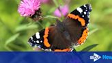 Public urged to join butterfly count as species spread north with climate change