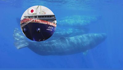 ¿Tradición o insensibilidad? Japón tiene una nueva nave nodriza para la caza de ballenas