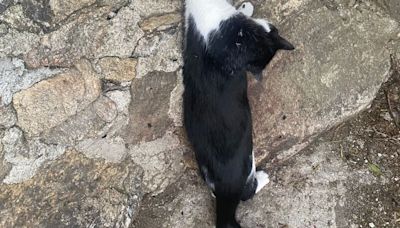 La Guardia Civil investiga a un vecino por usar cepos para capturar gatos en Bustarviejo, Madrid