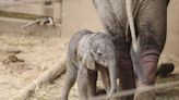 The Omaha Zoo Just Welcomed the Cutest Baby Elephant — See the Photos