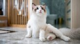 Are Ragdoll Cats Hypoallergenic?