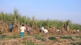 Over two dozen sugar mills close early in India's Maharashtra state