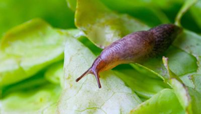 Expert's three key ways how to stop snails and slugs from ruining your garden