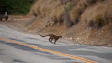 Los Ángeles, Mumbai aprenden a convivir con pumas, leopardos