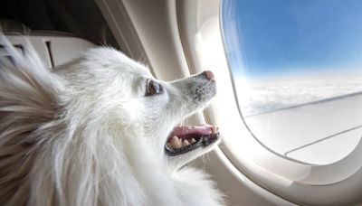 BARK Air, the first airline catering specifically to dogs, is booking flights now