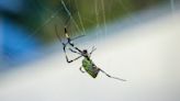 Meet the shy, invasive Joro spider riding winds along the East Coast
