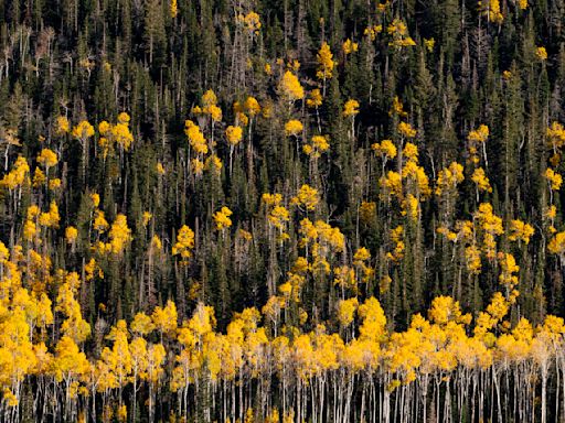 Pando, el ser vivo más antiguo del planeta que se está muriendo lentamente