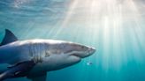 Lessons From Australia Can Help Global Shark Attack Strategies