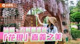 嘉義桐花祭幸福山丘登場 石斛蘭花瀑嘉義公園驚艷現身