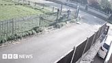 CCTV captured moment cocker spaniel was attacked