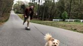 Chester: Chihuahua/poodle mix Waffles loves to run while human companion skateboards