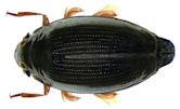 Whirligig beetle