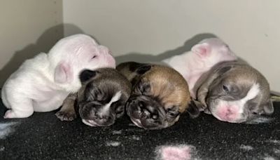 Tragedy after seven French bulldog puppies were left in a hot car