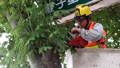 北市揪褐根病樹 花大錢仍有盲點