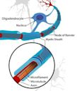 Oligodendrocyte