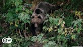 Romania approves bear cull increase after hiker death – DW – 07/15/2024
