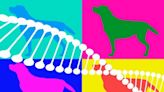 DNA tests are spurring dog reunions, changing how we own pets