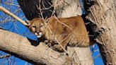 Mountain biker mistakes a house cat for a cougar in attack from tree