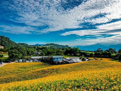 2024花蓮縣金針花季開跑 享受全台最美金黃花海 | 蕃新聞