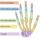 Interphalangeal joints of the hand