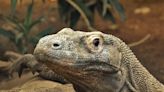 Komodo dragons have iron-coated teeth to help rip and tear prey, say scientists