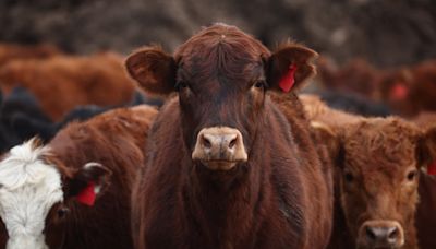 Carne vacuna: ni el consumo interno ni la exportación traccionan