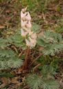 Dicentra