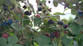 More Florida farmers adding blackberries to their fields