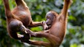 Scientists discover smallest great ape, find unusual lifestyle