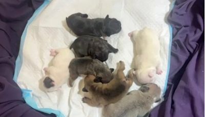 Dog breeder charged with animal cruelty after seven French Bulldog puppies left in hot car