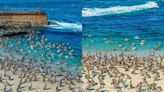 Sorprenden cientos de pelícanos que llegan a playa de San Diego