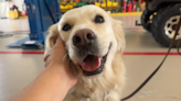 Venice Fire Rescue swears in newest 4-legged member, ‘Misty’