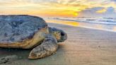 Turtle nesting season begins again on Georgia coast