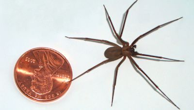 Don't Fear the Brown Recluse Spider (Seriously)