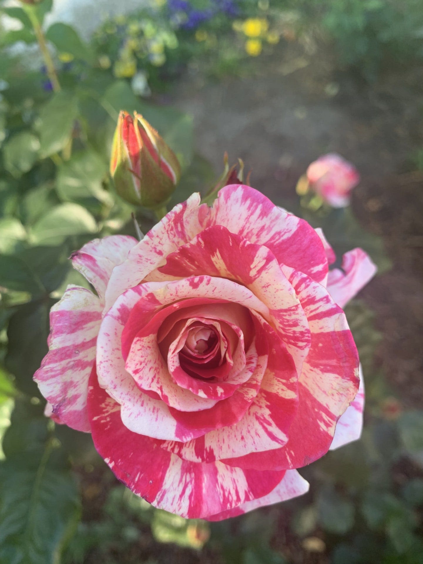 Weekend plans? Stop by the Wilmington Cape Fear Rose Society tour