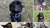 6 pets from RSPCA Dorset who are on the lookout for their forever homes