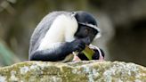 RAW VIDEO: UK Zoo Welcomes Rare New Monkeys For The First Time In 50 Years