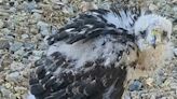 Young Cooper’s hawks fall to ground as temperatures rise