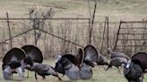 It’s spring turkey season in Nebraska