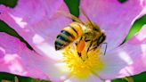 Honey bees could help track microorganisms in cities, scientists say