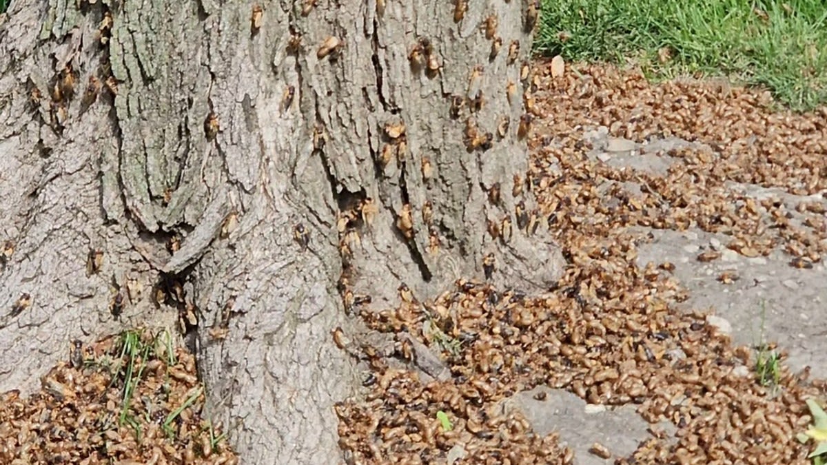 When will cicadas be gone in Illinois? Here's what one expert says