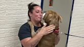 Emotional Support Dog Missing for 2 Years Reunited with Owner: ‘I Kind of Lost Hope After a While’